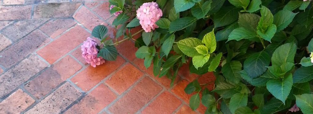 Do you have stains on your outdoor surfaces caused by decaying leaves and flower petals? We have the solution!